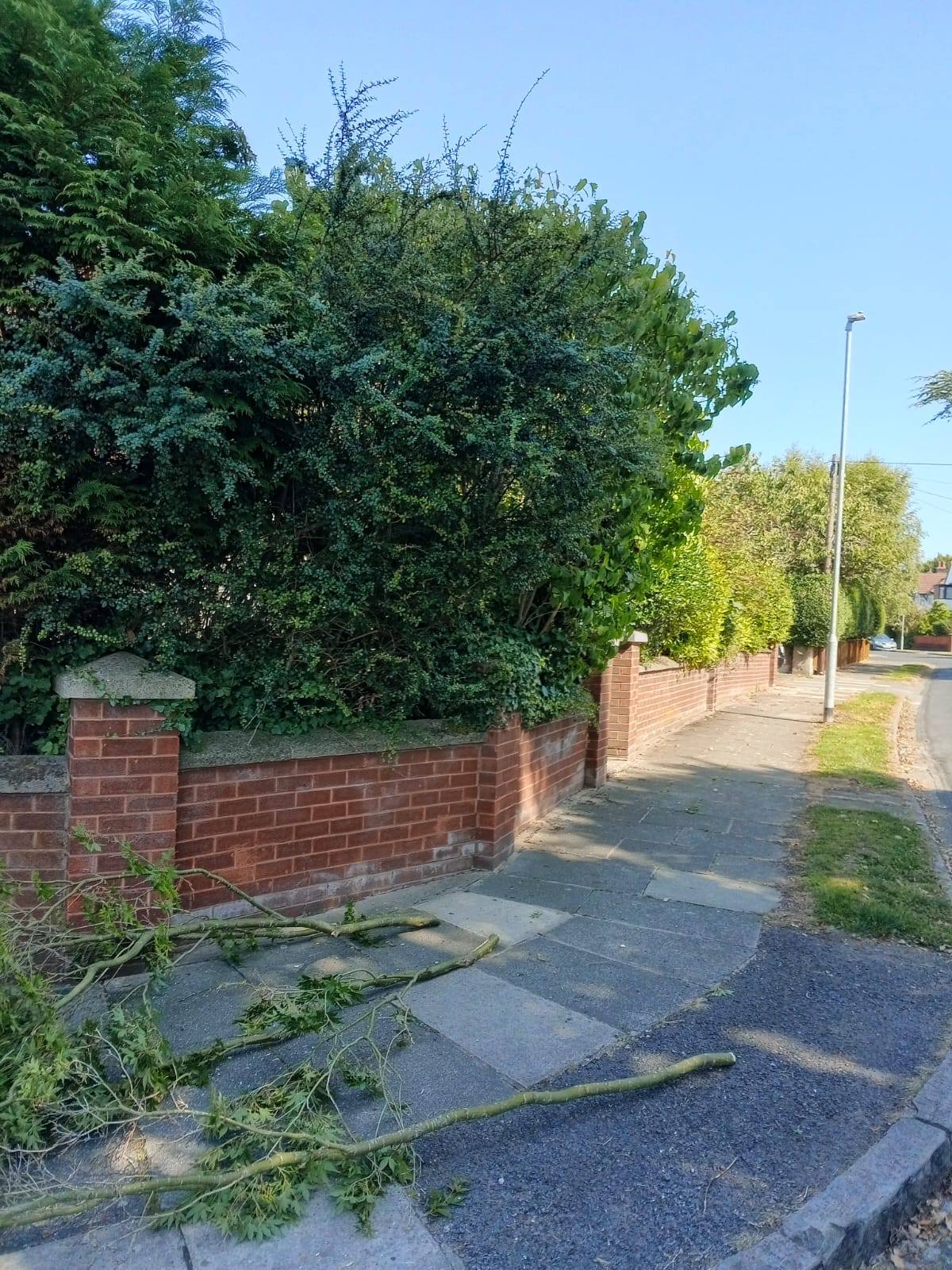 Tree shaping in Wirral