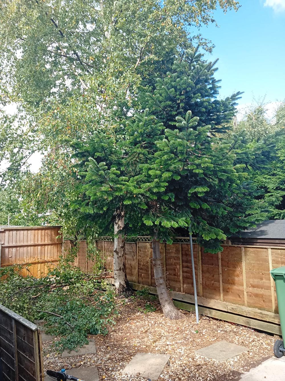 Garden before tree removal in Wirral