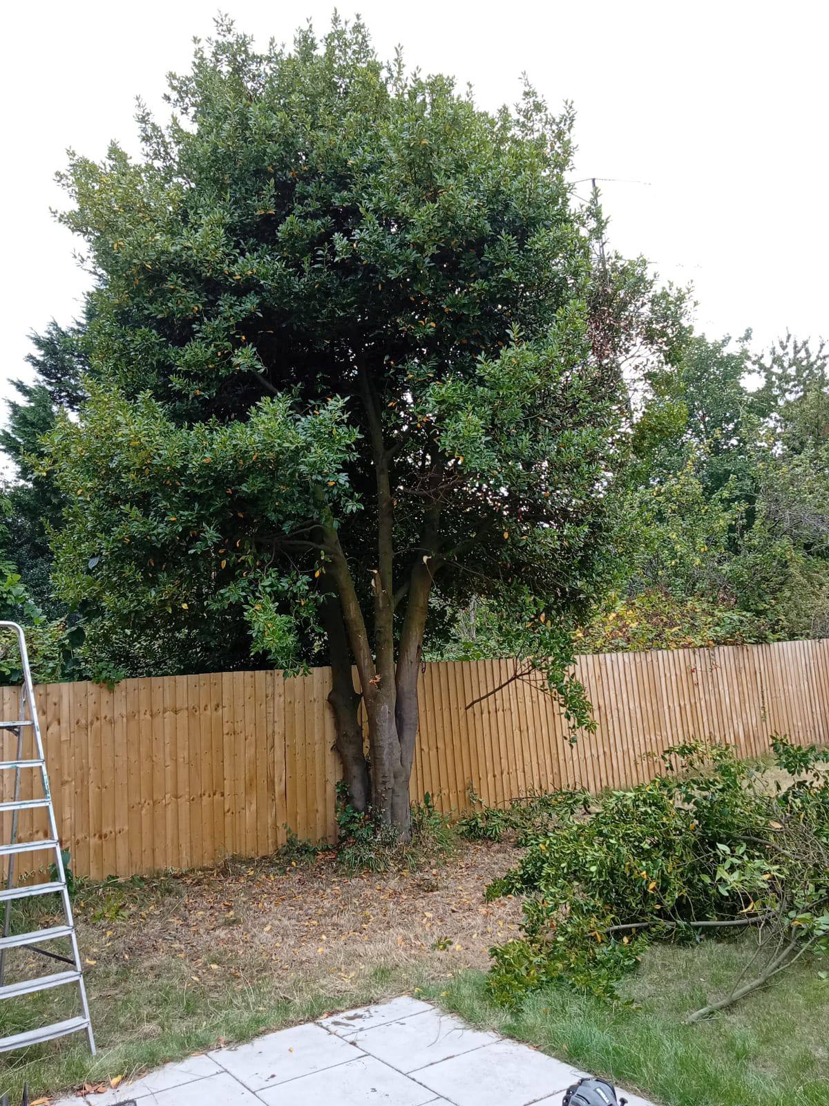 Overgrown tree in a garden in Wirral