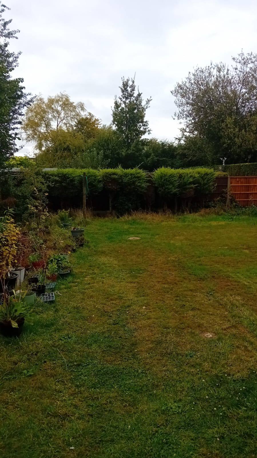 Hedge removal in Wirral