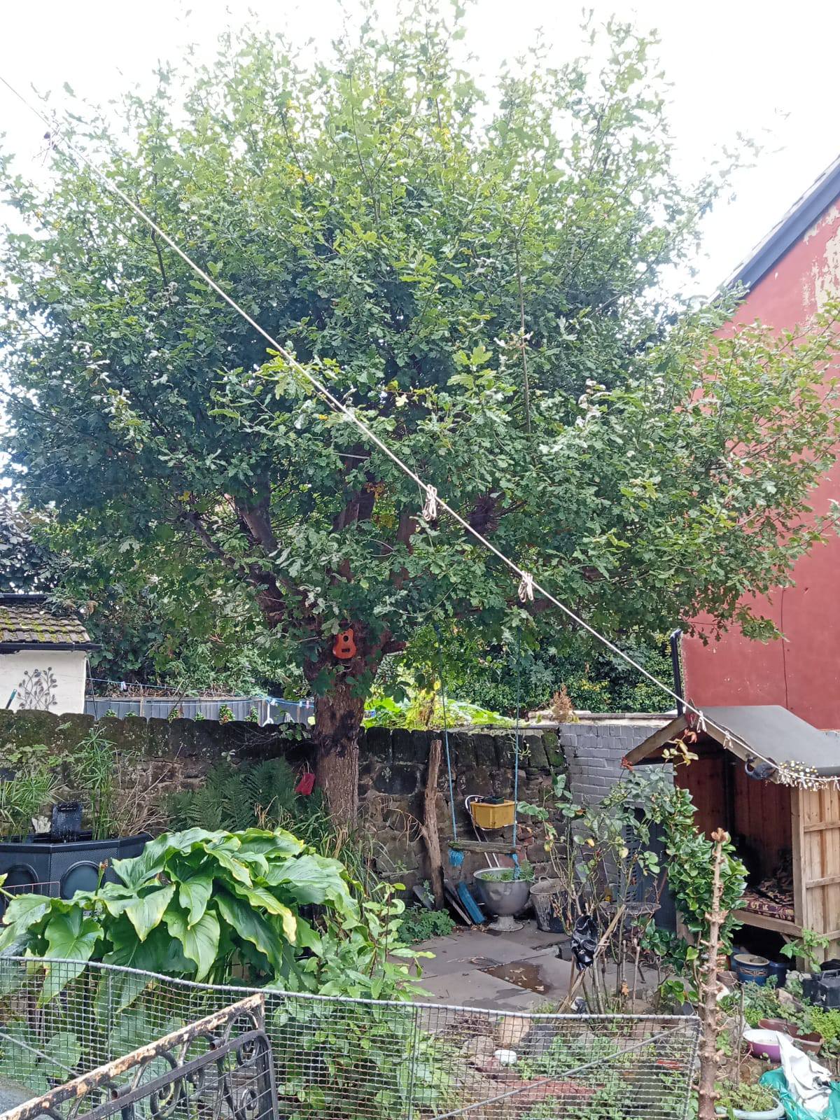 Overgrown tree in Wirral