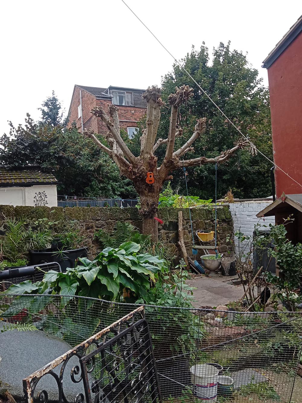 Tree surgery in Wirral